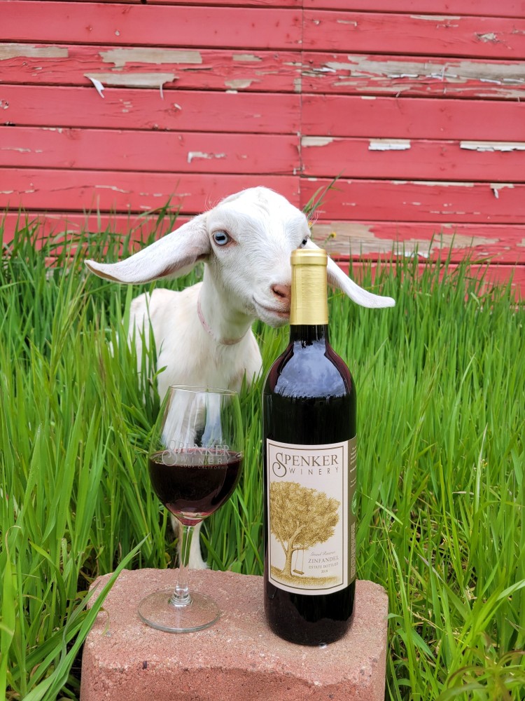 Goat and wine picture.jpg